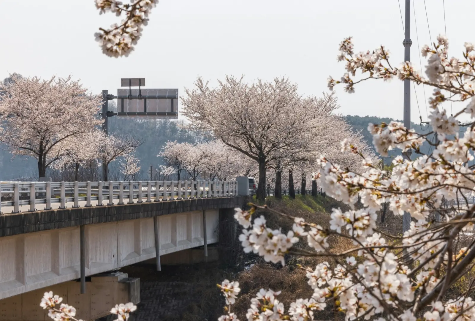 Cherry Blossom in Korea: When, Where & Best Spots (2026)