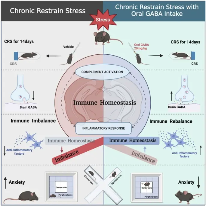가바 GABA 효능 불안 완화 스트레스 해소 실험