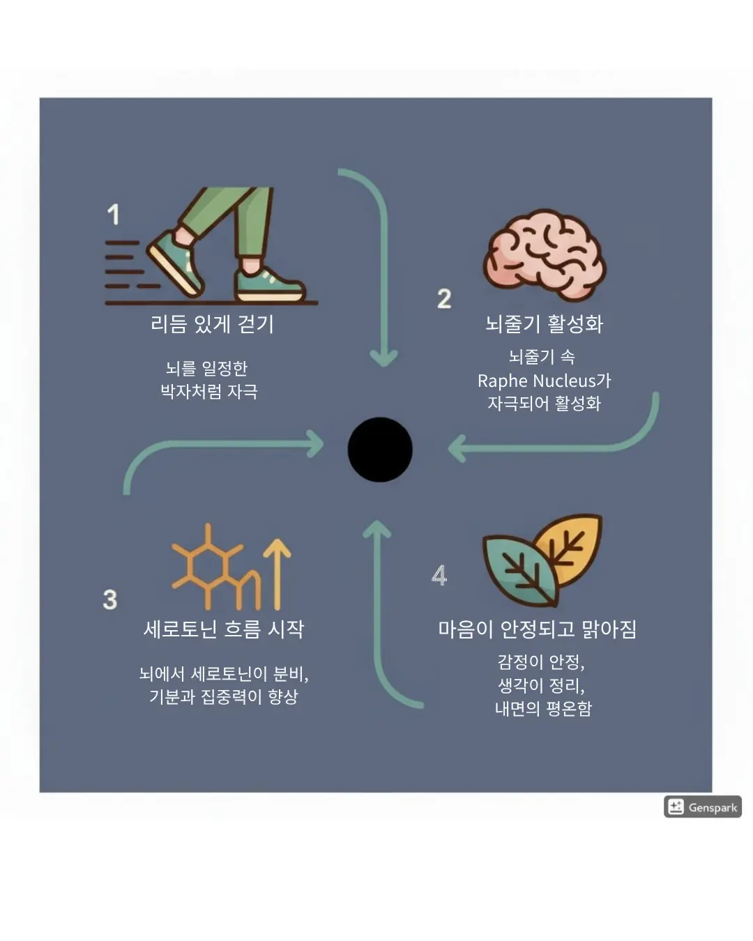 리듬 있는 걷기를 통해 뇌줄기가 자극되고 세로토닌이 분비되며, 집중력 향상과 정서적 안정으로 이어지는 4단계 뇌 활성화 과정 다이어그램