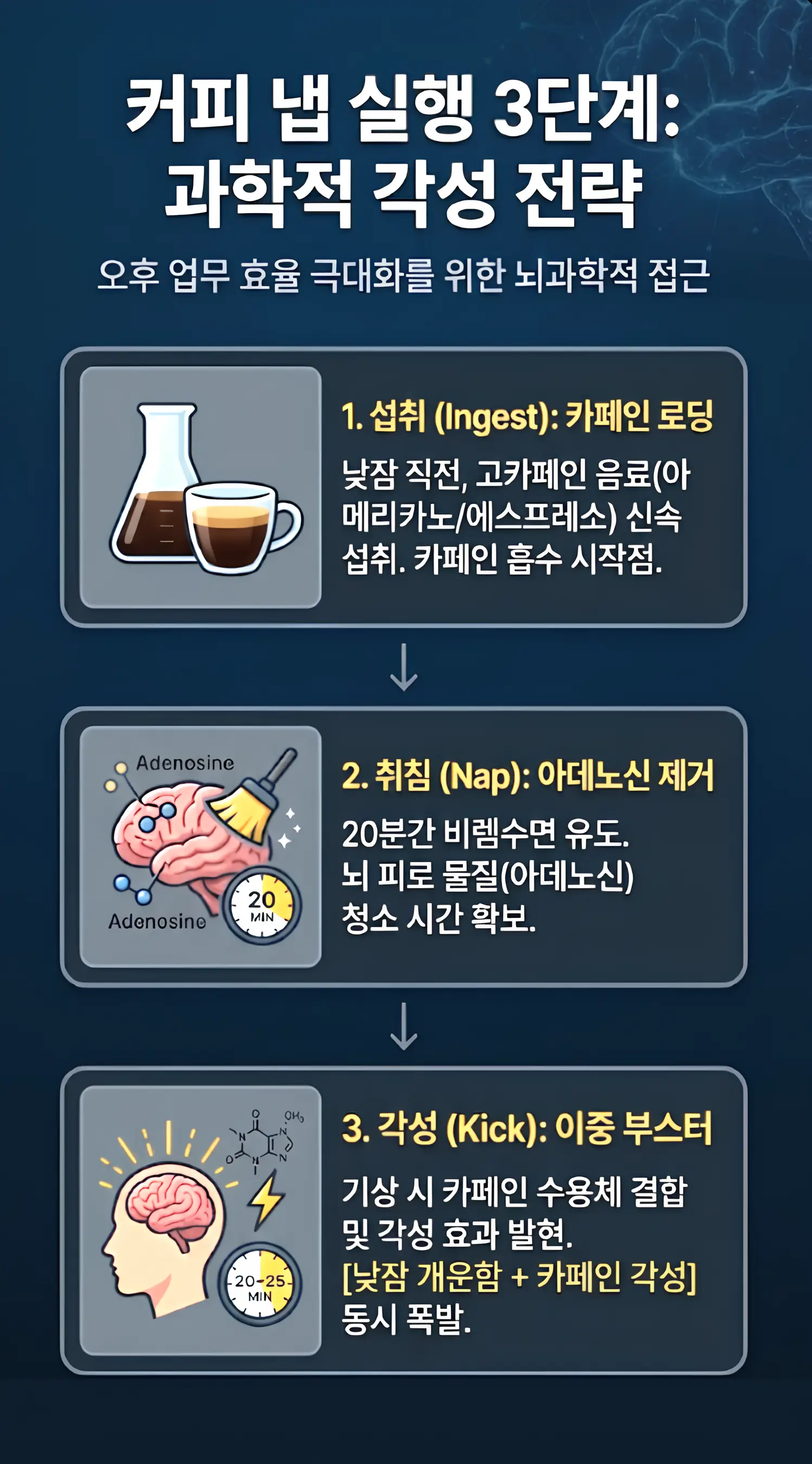 뇌과학적 원리에 기반한 커피 냅(Coffee Nap) 실행 3단계 모바일 인포그래픽. 1단계 섭취(낮잠 직전 고카페인 섭취), 2단계 수면(20분간 아데노신 제거), 3단계 각성(기상 시 카페인 효과 발현) 과정을 도식화하여 설명함