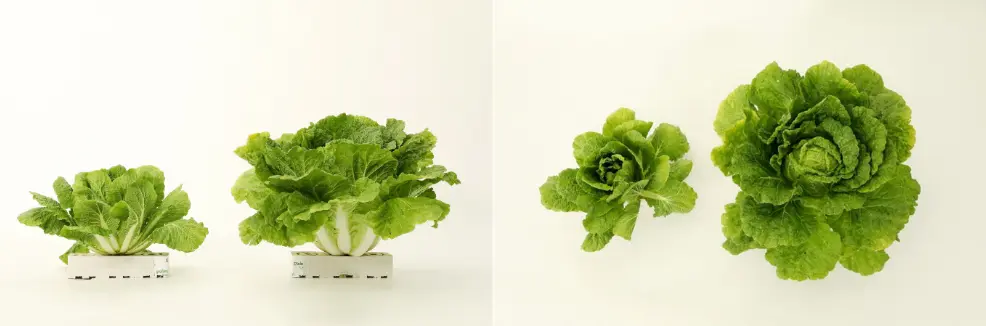 CJ CheilJedang Green Rose