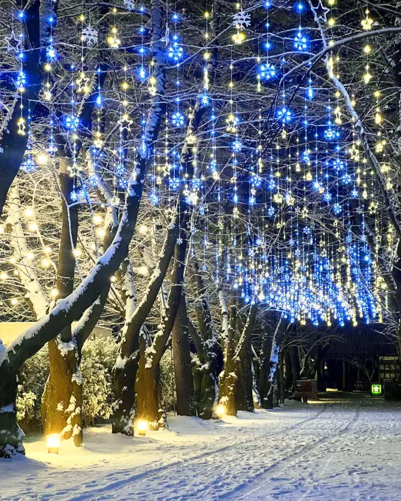 Evening Lights of Nami island. Snow on the floor, and the trees are lined together, blue-yello-white lights are shining up on the tree