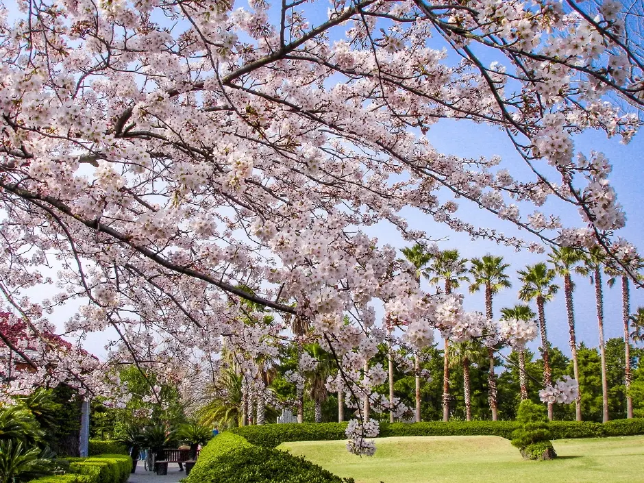 Cherry blossoms in full bloom at Hallim Park, Jeju Island, South Korea, with palm trees and manicured gardens — a top nature attraction for Muslim family travelers.