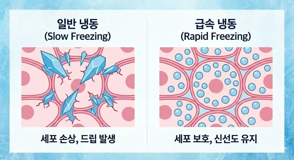 일반 냉동과 급속 냉동 시 생선 세포 속 얼음 결정 크기 비교 인포그래픽