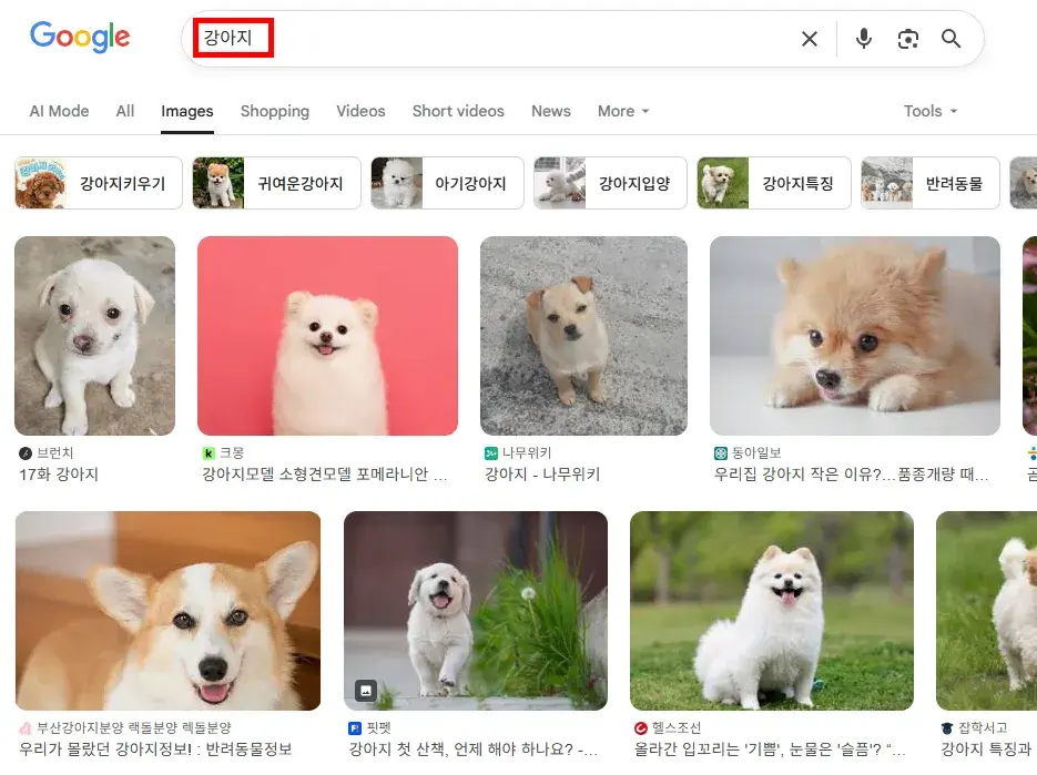 구글에 강아지를 검색했을 때 검색되는 이미지