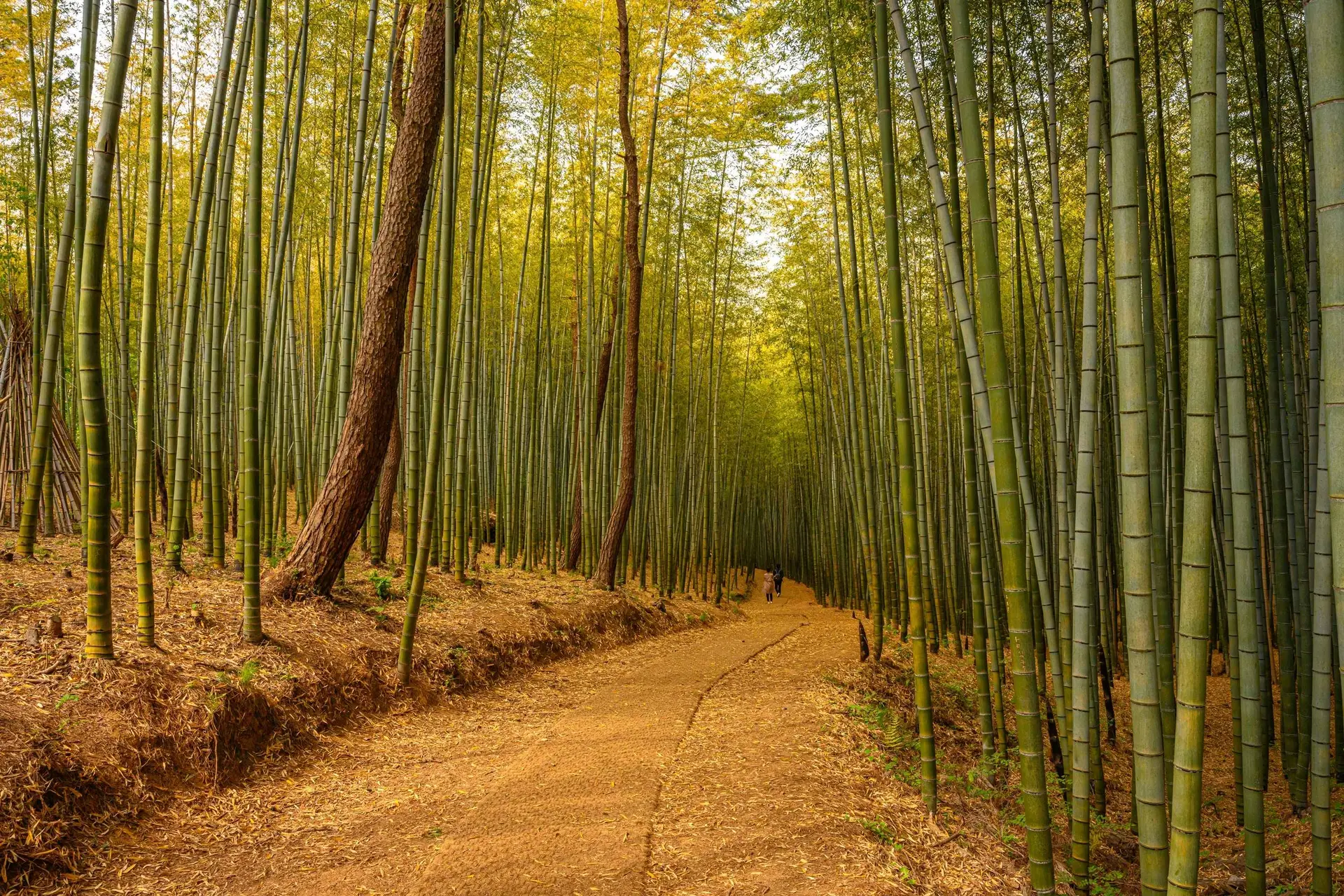 A high-angle, perspective shot of a dirt path winding through the dense Ahopsan Forest in Busan. The path is covered in fallen brown leaves and pine needles, leading the eye deep into a thick grove of tall, slender green bamboo stalks that stretch toward the top of the frame.  To the left of the path, a thick, textured brown tree trunk leans slightly over the trail, contrasting with the straight, vertical lines of the bamboo. In the far distance, two small figures are walking down the path, emphasizing the immense height and scale of the surrounding forest. The upper canopy is a mix of soft yellow and green foliage, creating a peaceful, natural atmosphere with warm, dappled light.