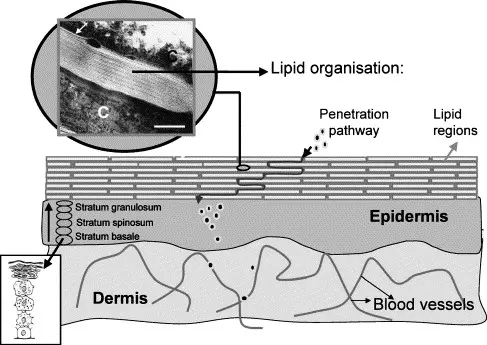 표피와 진피로 이루어진 피부 단면 구조를 도식화한 그림. 각질층(stratum corneum)이 지질 라멜라 구조로 조직되어 피부 장벽을 형성하며, 장벽이 손상될 경우 외부 물질의 침투 경로가 열릴 수 있음을 보여줌.