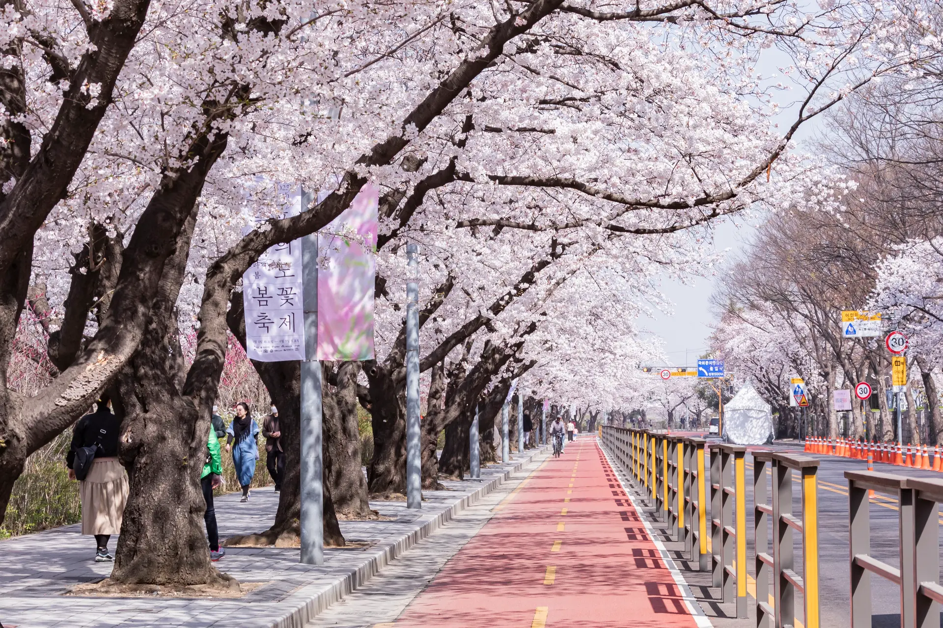 A scenic daytime view of the Yeouido Spring Flower Festival in Seoul, South Korea. A row of mature cherry blossom trees in full bloom creates a canopy of white flowers over a paved sidewalk and a distinct red bicycle lane. Pedestrians stroll beneath the trees, which display banners with Korean text announcing the festival. A metal railing separates the walking path from the adjacent road, capturing the vibrant atmosphere of spring in Yeouido.