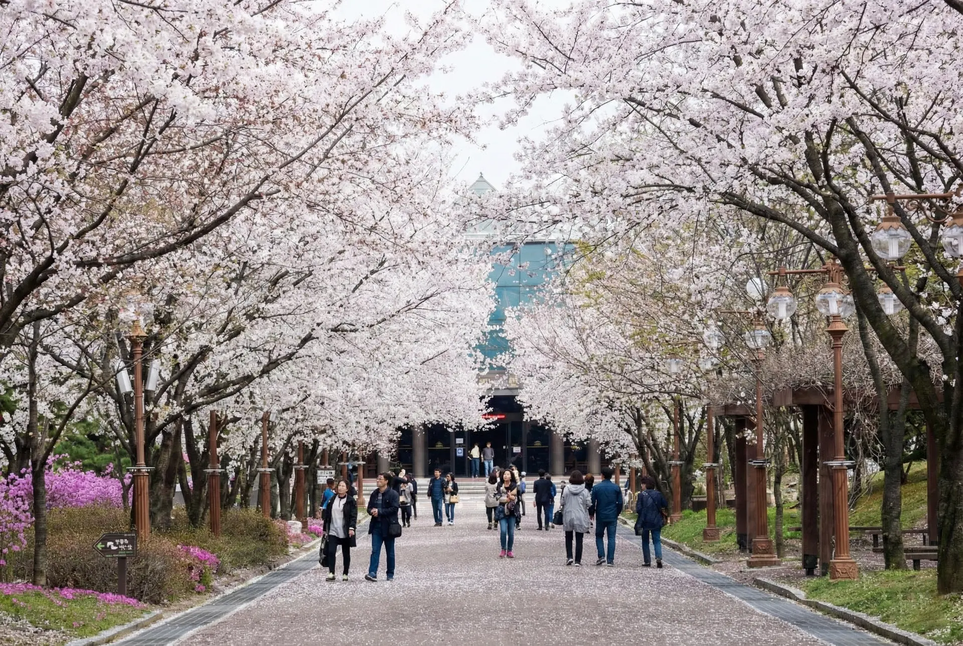 A scenic spring view of the cherry blossom tunnel at Chuncheon Hwamokwon (Gangwon-do Provincial Arboretum), featuring a wide paved walkway filled with visitors. The path is lined with mature cherry blossom trees forming a dense canopy of pale pink and white flowers, with vibrant pink azalea bushes blooming on the left. In the background, the arboretum's main building with a blue glass facade is visible at the end of the tree-lined avenue.