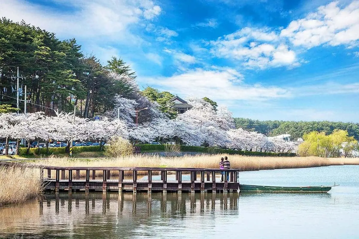 A scenic view of Gyeongpo Lake (Gyeongpoho) in Gangneung, South Korea. A wooden observation deck extends into the calm water, where a couple stands admiring the view next to a small docked boat. The lakeshore is lined with blooming cherry blossom trees and tall green pine trees. On the hill in the background, the traditional Korean architecture of Gyeongpoetdae Pavilion is nestled among the trees under a bright blue sky with scattered clouds.
