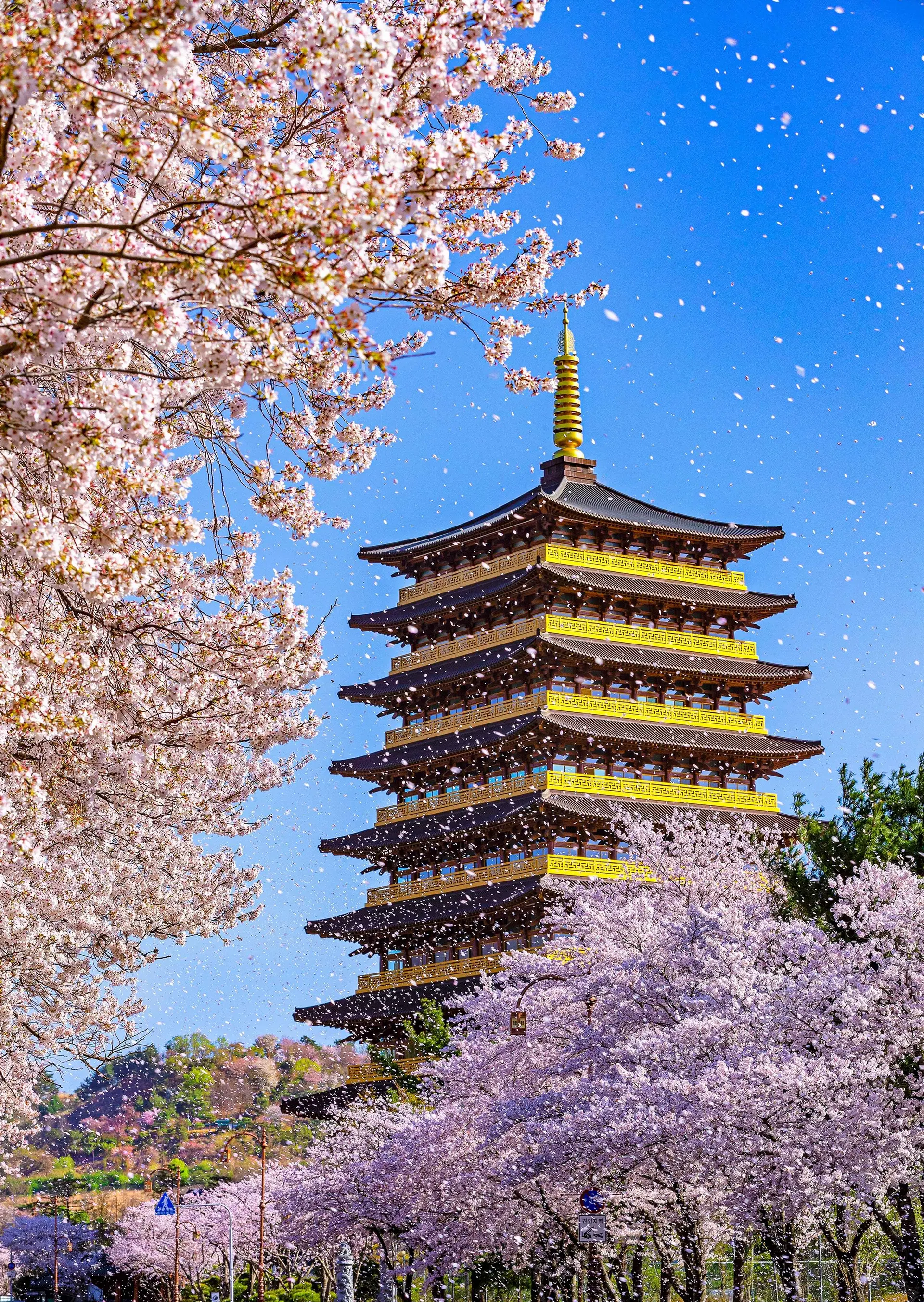 A stunning vertical view of the Hwangnyongwon tower in Gyeongju, South Korea, during peak spring season. The 9-story wooden pagoda, a modern reinterpretation of the historic Silla Dynasty architecture, is framed by vibrant pink cherry blossoms against a deep blue sky. Falling cherry blossom petals drift through the air like snow, creating a romantic atmosphere around the golden-topped spire. This image captures the essence of spring travel in the Bomun Tourist Complex, highlighting the blend of traditional Korean architecture and natural beauty.