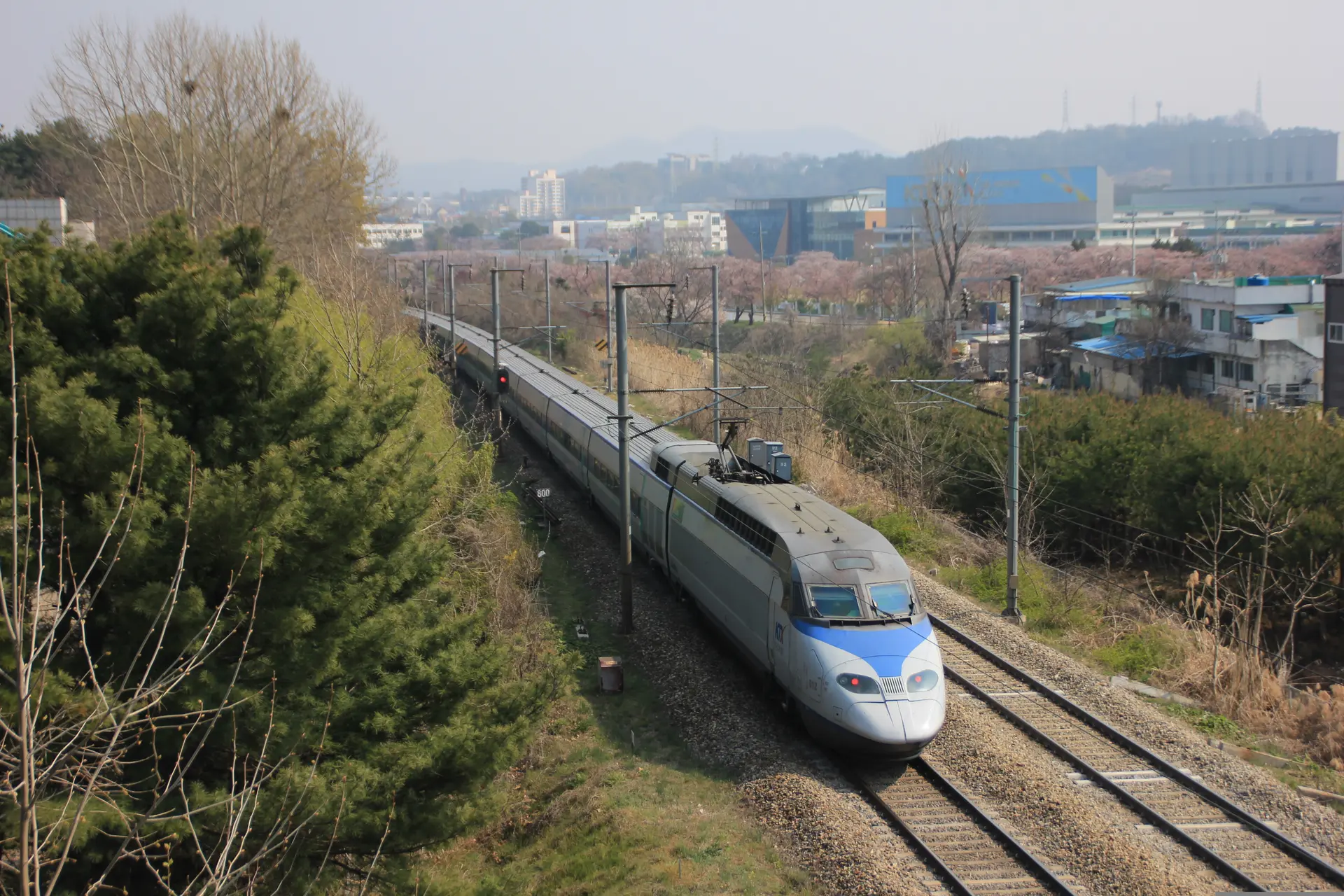 A KTX (Korea Train Express) high-speed bullet train traveling through the South Korean countryside during the spring cherry blossom season.