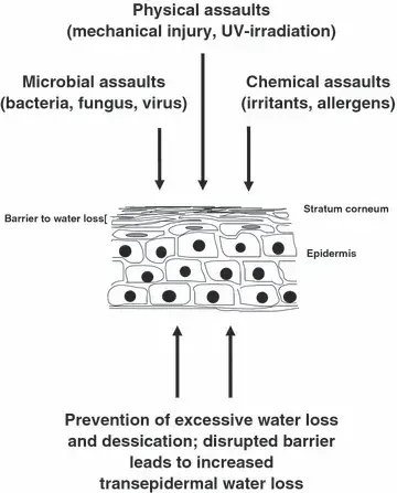 피부 장벽의 이중 방어막: 외부의 유해 세균과 자극은 튕겨내고, 피부 속 소중한 수분은 나가지 못하게 꽉 잡아주는 방어 기전 [(출처: ](https://onlinelibrary.wiley.com/doi/full/10.1111/j.1600-0625.2008.00786.x)[Experimental Dermatology](https://onlinelibrary.wiley.com/doi/full/10.1111/j.1600-0625.2008.00786.x)[, 2008 / Figure 1)](https://onlinelibrary.wiley.com/doi/full/10.1111/j.1600-0625.2008.00786.x)