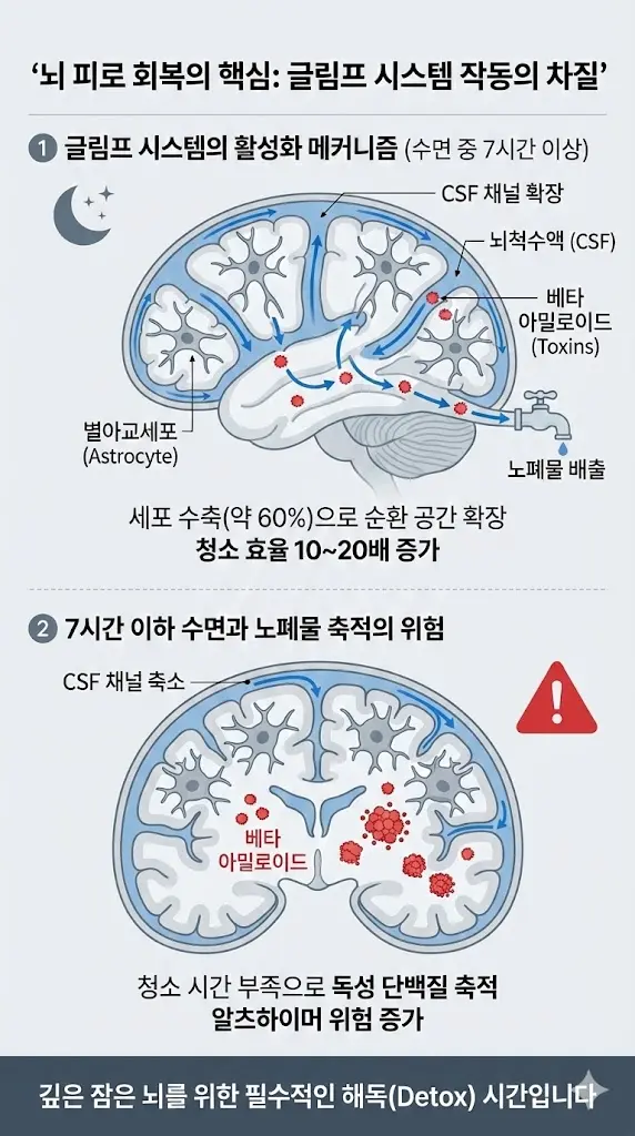 수면 부족 시 뇌 노폐물 청소(글림프 시스템) 차질 인포그래픽. 7시간 이상 수면 시 별아교세포가 60% 수축하며 뇌척수액(CSF) 채널이 확장되어 베타 아밀로이드가 배출되는 과정과, 수면 부족 시 통로가 막혀 독소가 축적되는 위험성을 비교 도식화