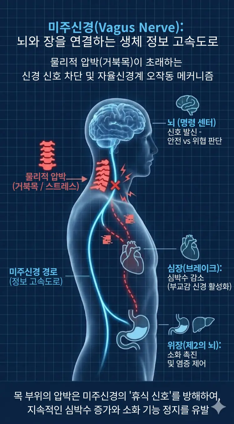 뇌에서 시작되어 심장과 위장으로 이어지는 미주신경 경로(파란색)와, 거북목으로 인한 경추 압박 지점(붉은색 X 표시)이 시각화된 3D 인체 해부도 배경. 물리적 압박에 의한 신경 신호 차단 및 자율신경계 오작동 메커니즘을 설명하기 위한 인포그래픽 베이스 이미지