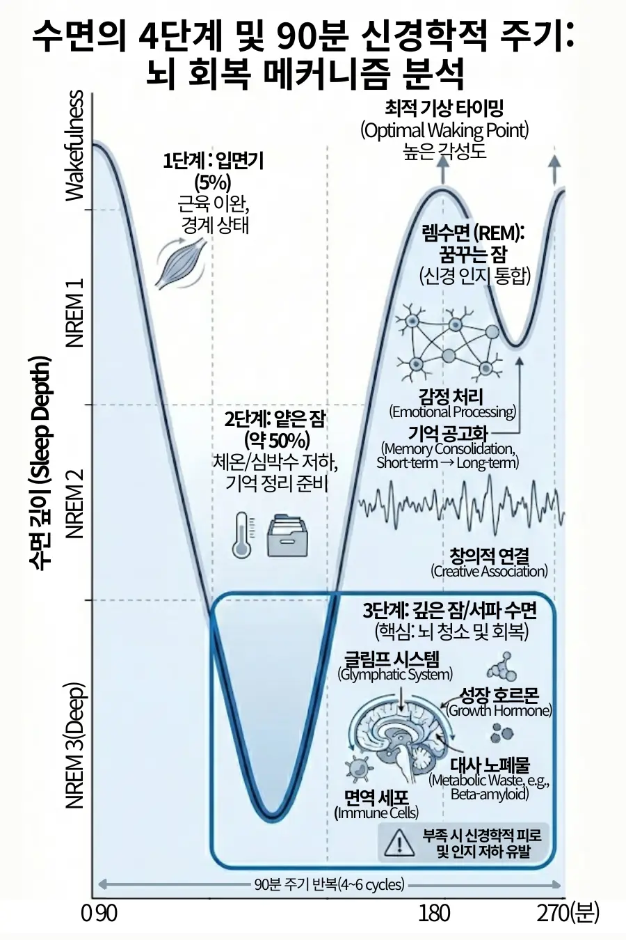 수면의 4단계 및 90분 신경학적 주기 그래프. 비렘수면(NREM) 1, 2, 3단계와 렘수면(REM)이 90분 간격으로 반복되는 파동을 시각화했다. 특히 3단계 깊은 잠(서파 수면)에서 일어나는 글림프 시스템의 뇌 독소 청소 작용과, 렘수면에서의 기억 공고화 기능을 설명한다. 그래프의 피크 지점인 90분, 180분, 270분이 최적의 기상 타이밍임을 보여주는 인포그래픽