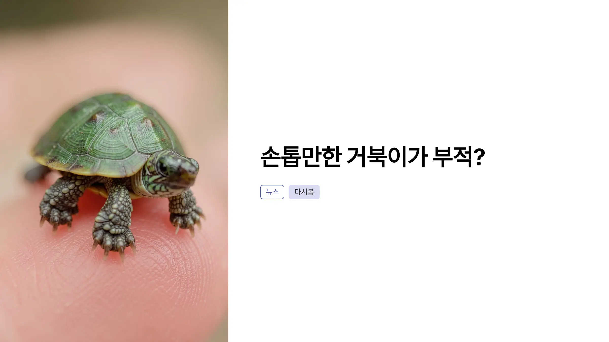 손톱만한 거북이가 부적이 되다…Z세대 사이에서 유행하는 '미니 터틀' 열풍과 법적 문제