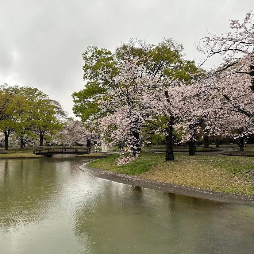 Yoyogi Park · 2-1 Yoyogikamizonocho, Shibuya City, Tokyo 151-0052, Japan