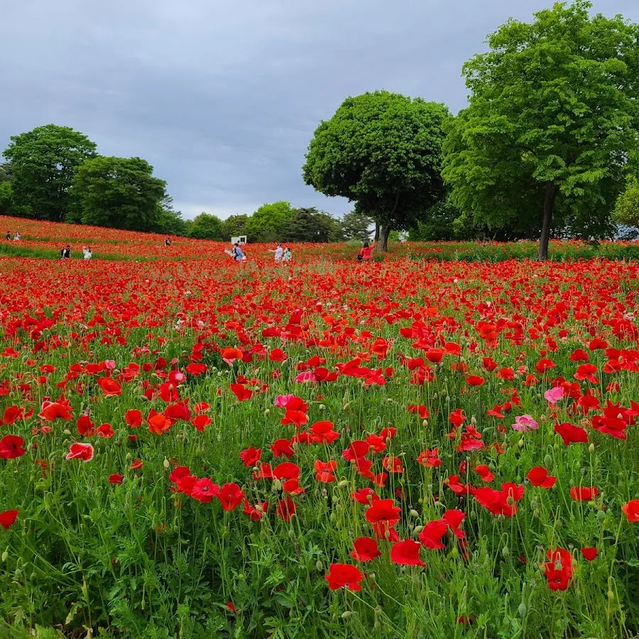 Showa Kinen National Park · 3173 Midoricho, Tachikawa, Tokyo 190-0014, Japan