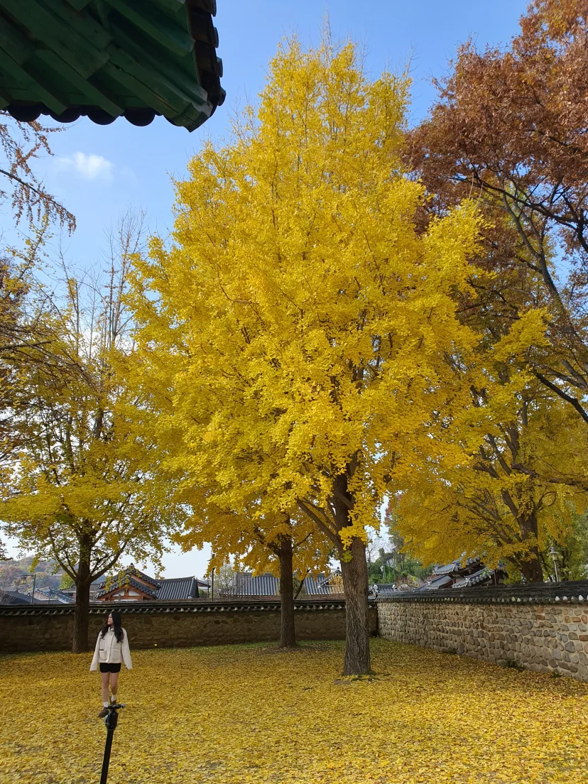 Golden ginkgo tree over a hanok courtyard in Jeonju (Listing ID : 43566)