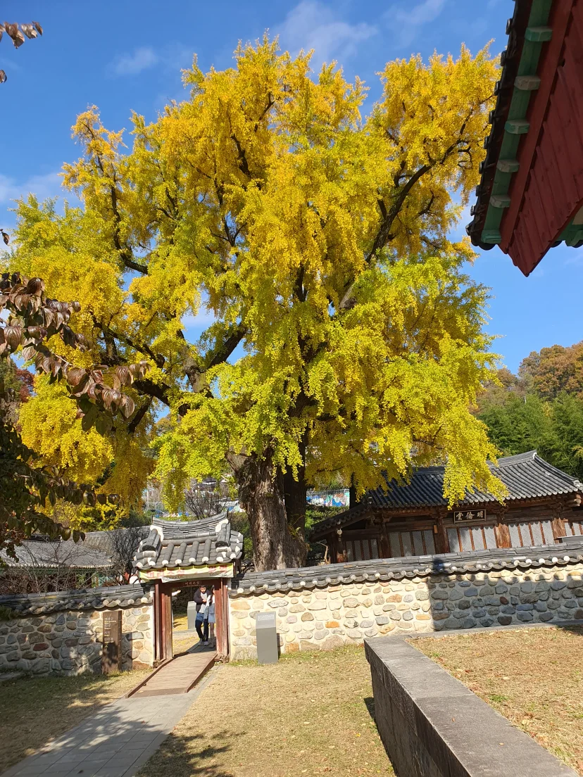 Old ginkgo tree beside a stone wall and hanok roofs (Listing ID : 43566)
