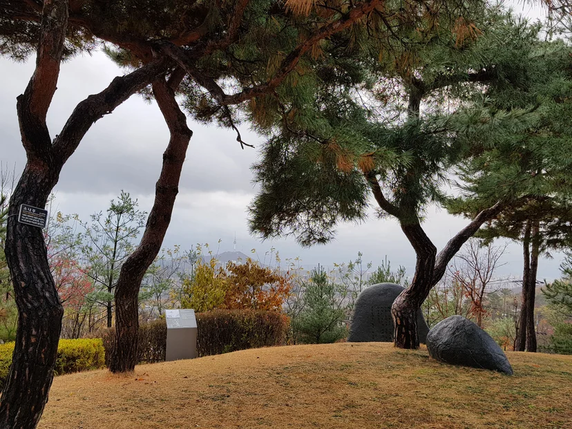 Pine trees on a hilltop park lawn under a cloudy sky (Listing ID : 40873)