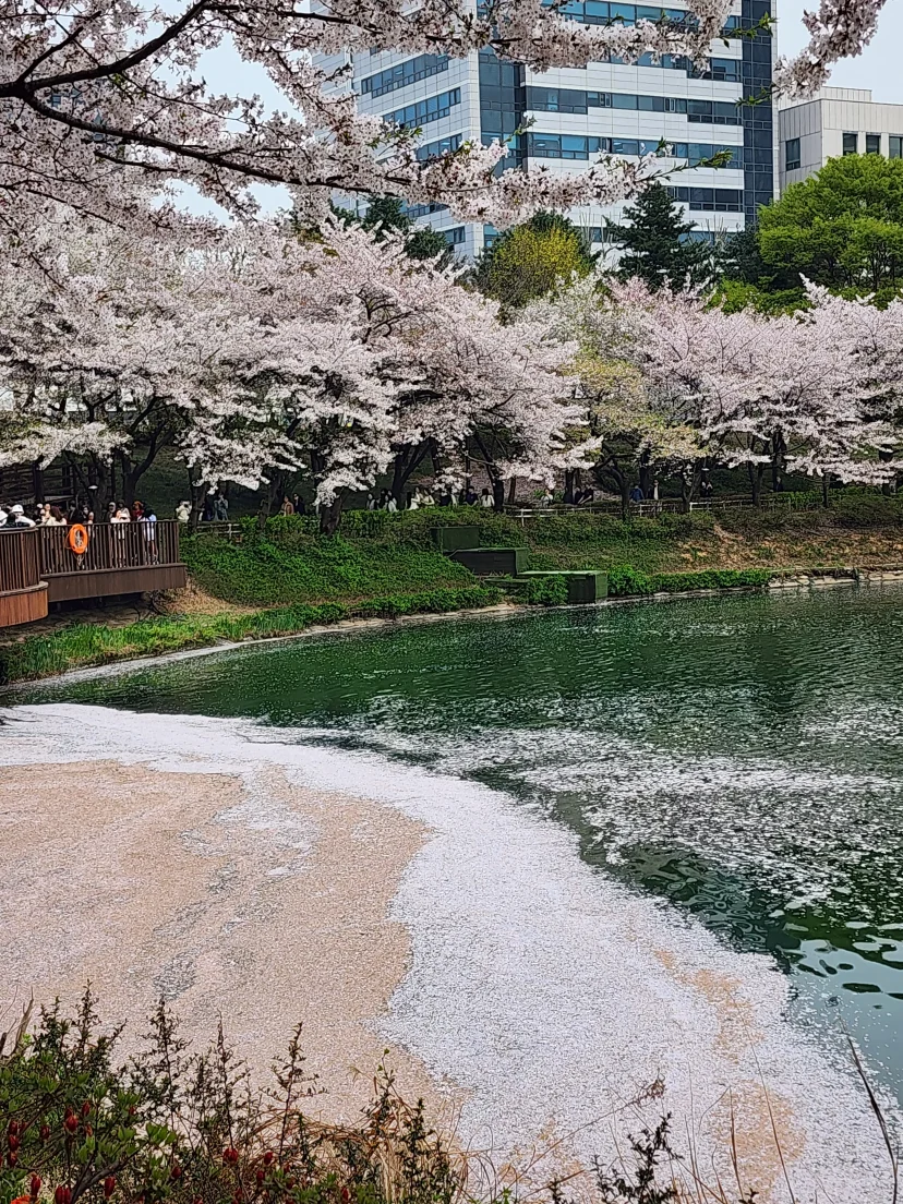 Park path with cherry blossoms beside the pond (Listing ID : 47877)