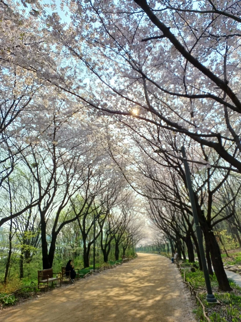 Cherry blossom tunnel over a park path in Seoul Forest (Listing ID : 46906)