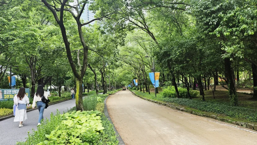 Wide tree-lined walking path inside Seoul Forest (Listing ID : 46906)