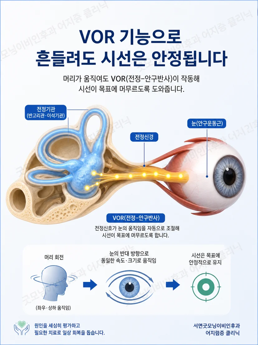 머리 움직임 동안 시선을 안정시키는 전정안구반사 원리
