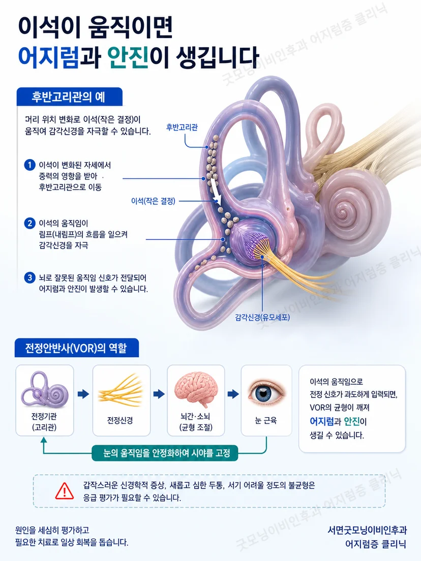 머리 위치 변화와 평형기관 자극 및 눈 움직임의 관계