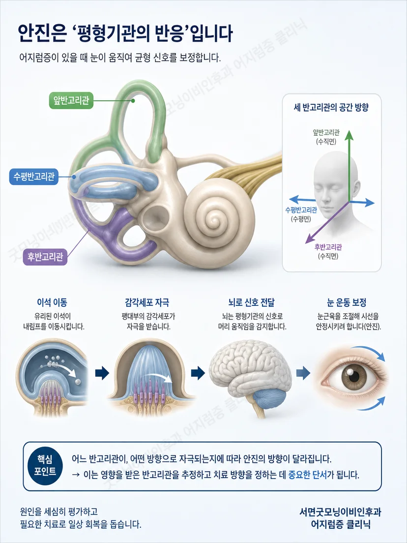 수평 앞 뒤 반고리관의 공간 방향을 보여주는 삼차원 내이 도식