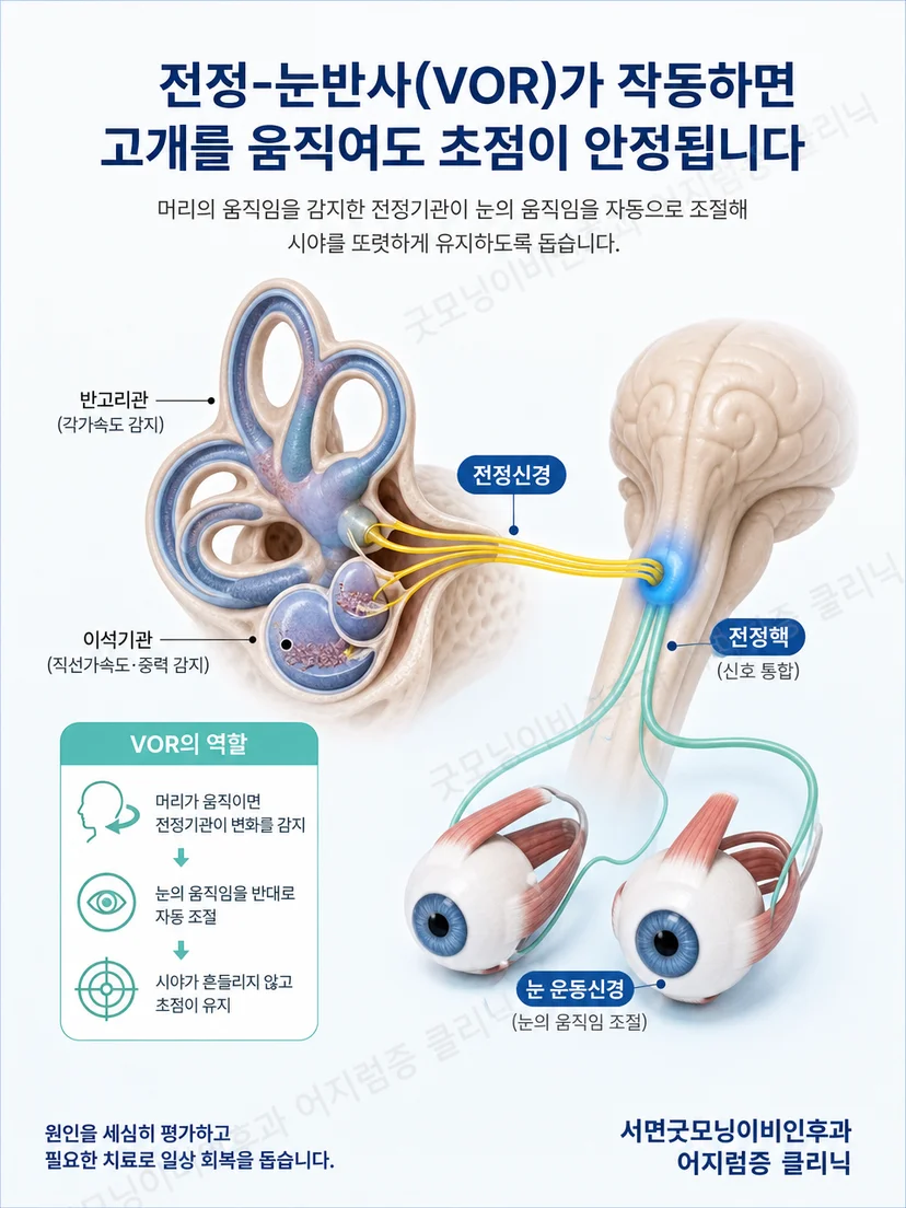 머리 움직임과 눈의 보상 움직임을 연결하는 전정안반사 원리