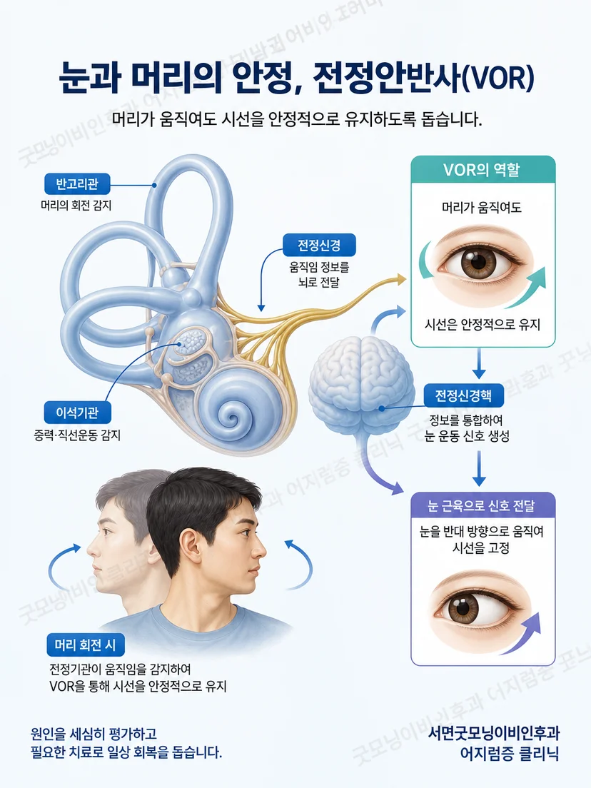 전정안반사가 머리 움직임 중 시선을 안정시키는 원리