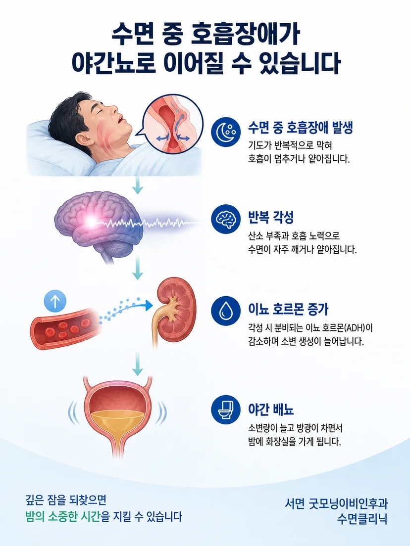 수면 중 호흡 불안정과 반복 각성 및 야간 배뇨의 연결 과정을 설명하는 이미지