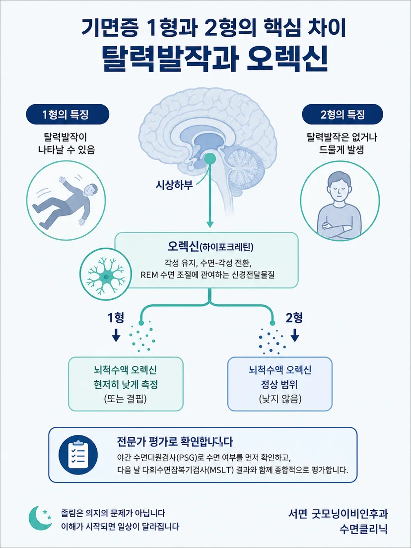 각성 유지와 오렉신의 관계를 설명하는 이미지
