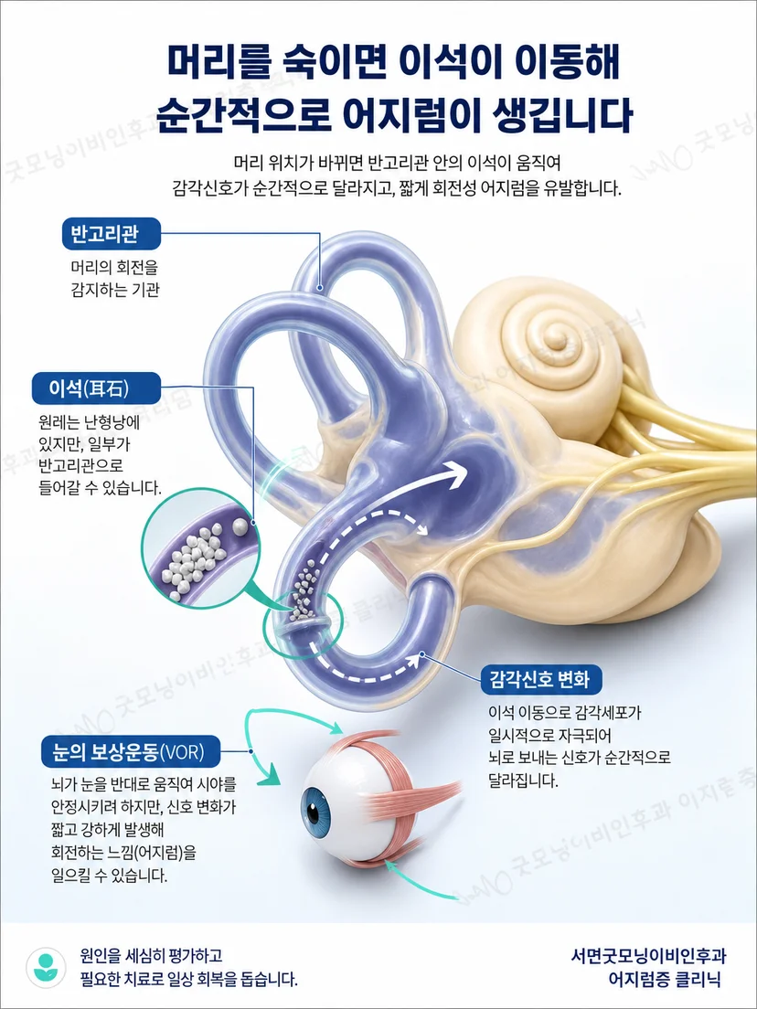 내이의 반고리관과 머리 위치 변화에 따른 평형 신호 개념