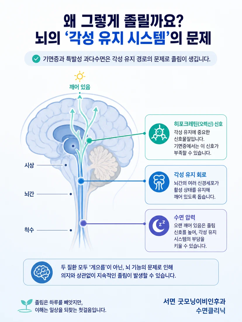 수면시간과 렘수면 양상의 차이를 설명하는 이미지