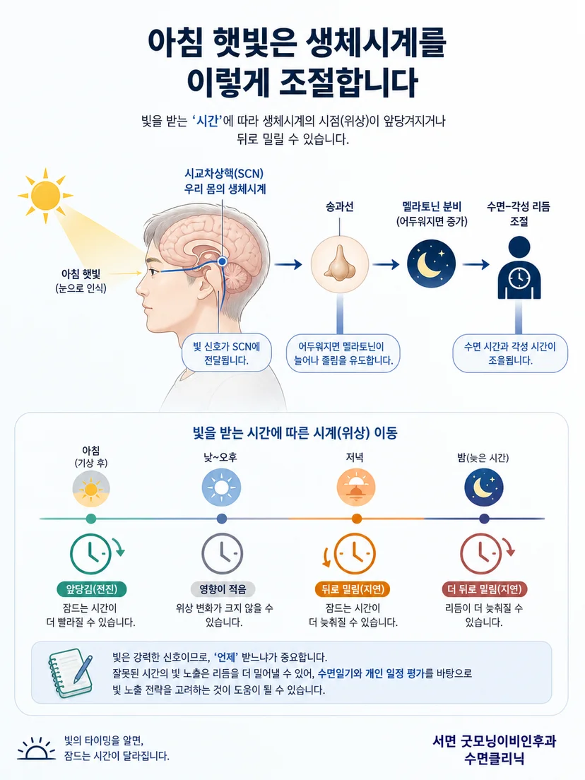 눈으로 들어온 빛이 뇌의 생체시계에 시간 정보를 전달하는 과정