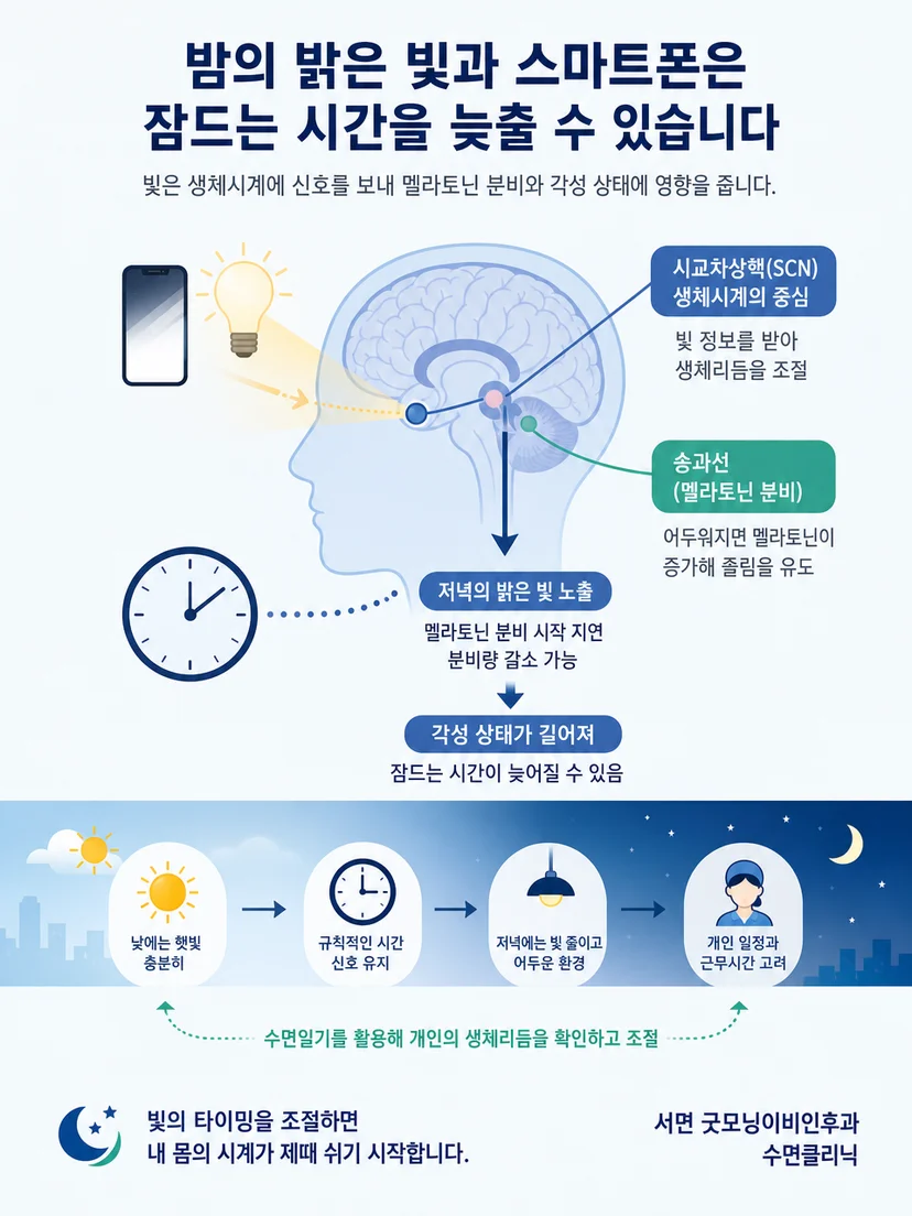 햇빛과 어둠에 따라 조절되는 생체리듬과 멜라토닌 흐름 설명 이미지