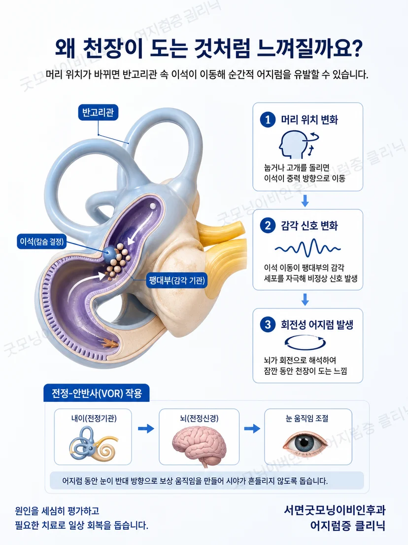 내이의 반고리관과 머리 움직임 감지 원리를 보여주는 교육 이미지