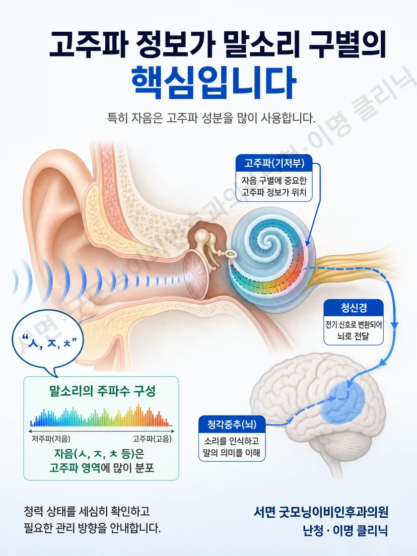고주파 자음 정보가 달팽이관과 청각 경로를 통해 구별되는 과정