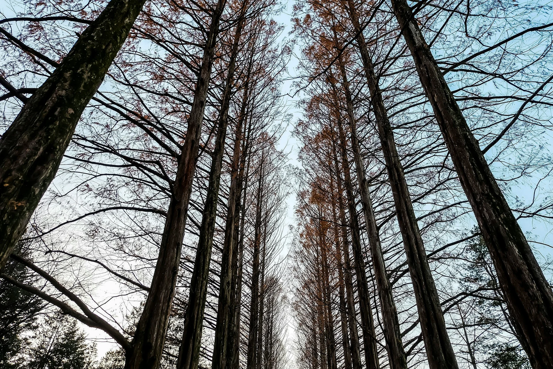 Tree-lined path on Nami Island with tall trees forming a natural canopy, South Korea