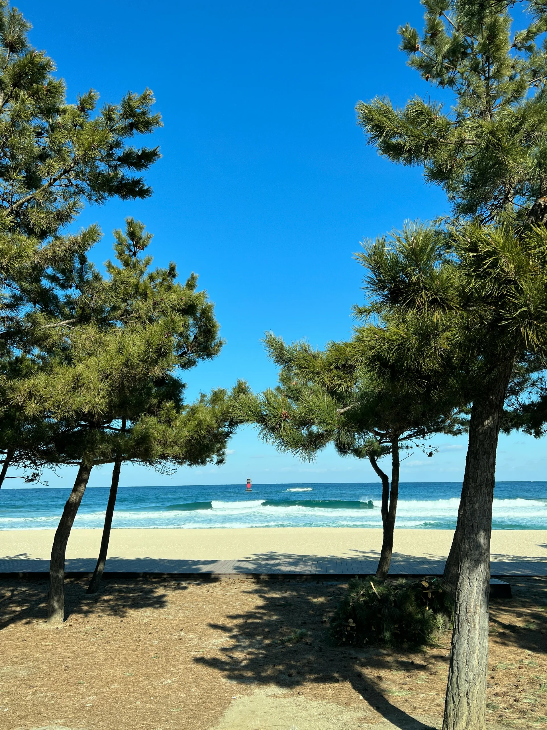 View of Gangneung beach on Korea east coast through pine trees