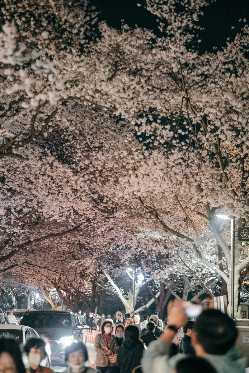Cherry blossoms illuminated at night in Korea