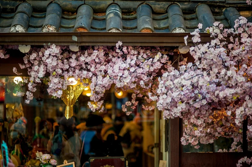 Cherry blossom petals on traditional Korean roof shingles