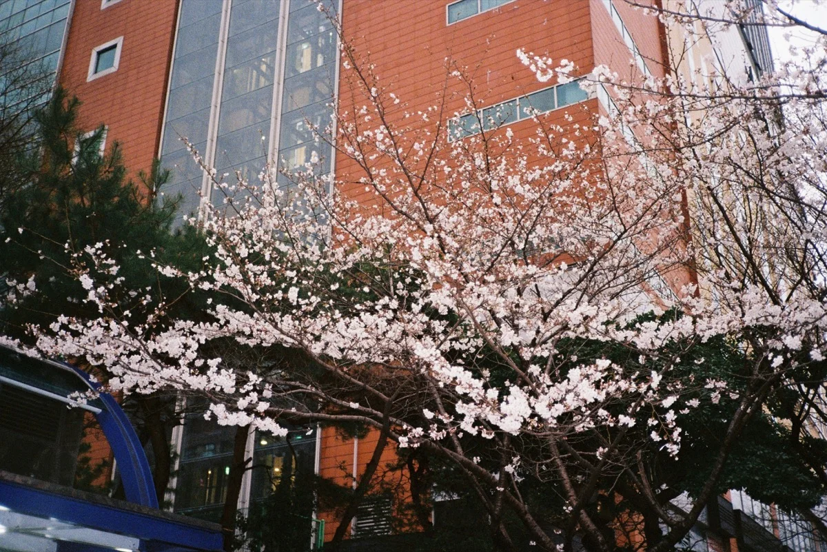 Cherry blossoms blooming in front of a building in Busan, Korea