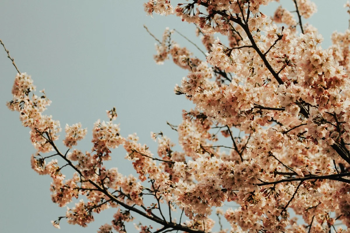 Cherry blossom tree in full bloom in Seoul