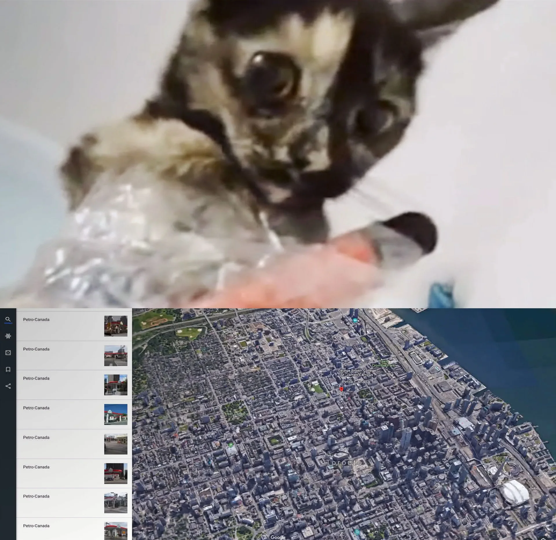 네티즌 수사대가 찾아낸 충격 엔딩 <고양이는 건드리지 마라>