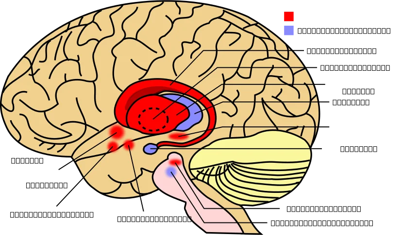 An image of the brain highlighting the basal ganglia to help readers visualize where habits are encoded.